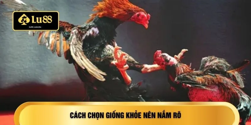 Cách chọn giống khỏe nên nắm rõ