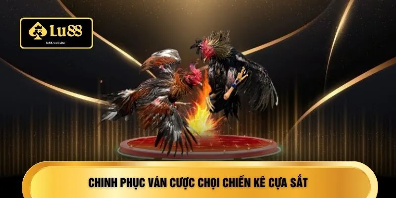 Chinh phục ván cược chọi chiến kê cựa sắt