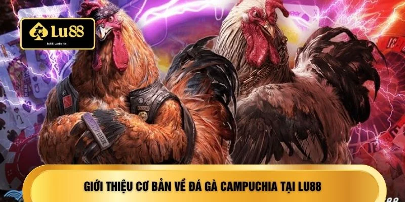 Giới thiệu cơ bản về đá gà Campuchia tại LU88
