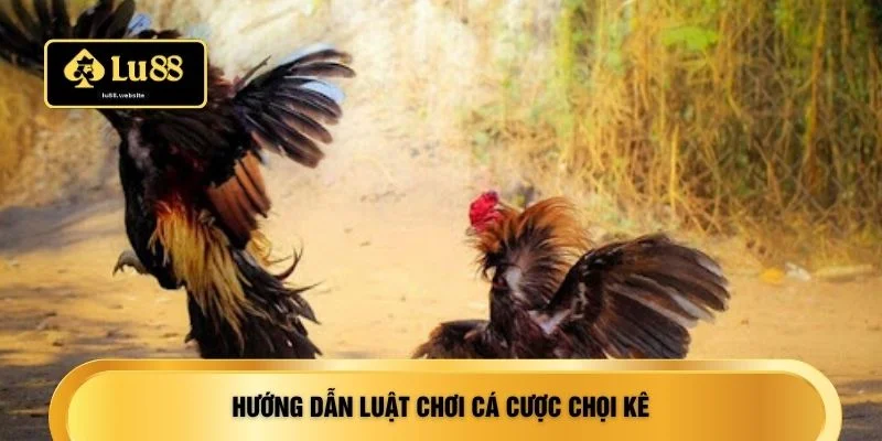 Hướng dẫn luật chơi cá cược chọi kê